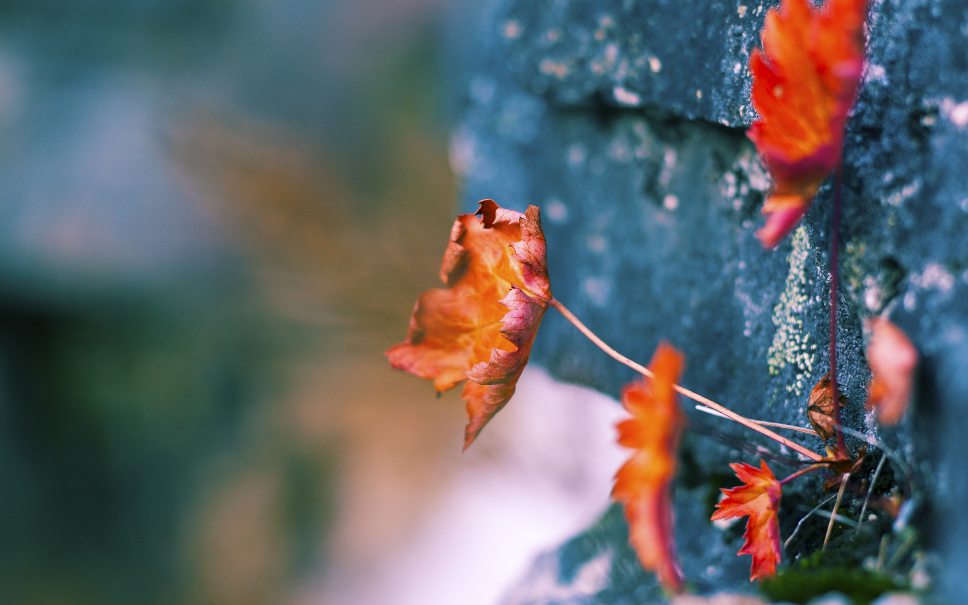 世俱杯足球-2018年东部决赛：凯尔特人在与骑士的系列赛中，塔图姆多次关键得分帮助球队艰难赢得几场比赛，展现了年轻一代的崛起。