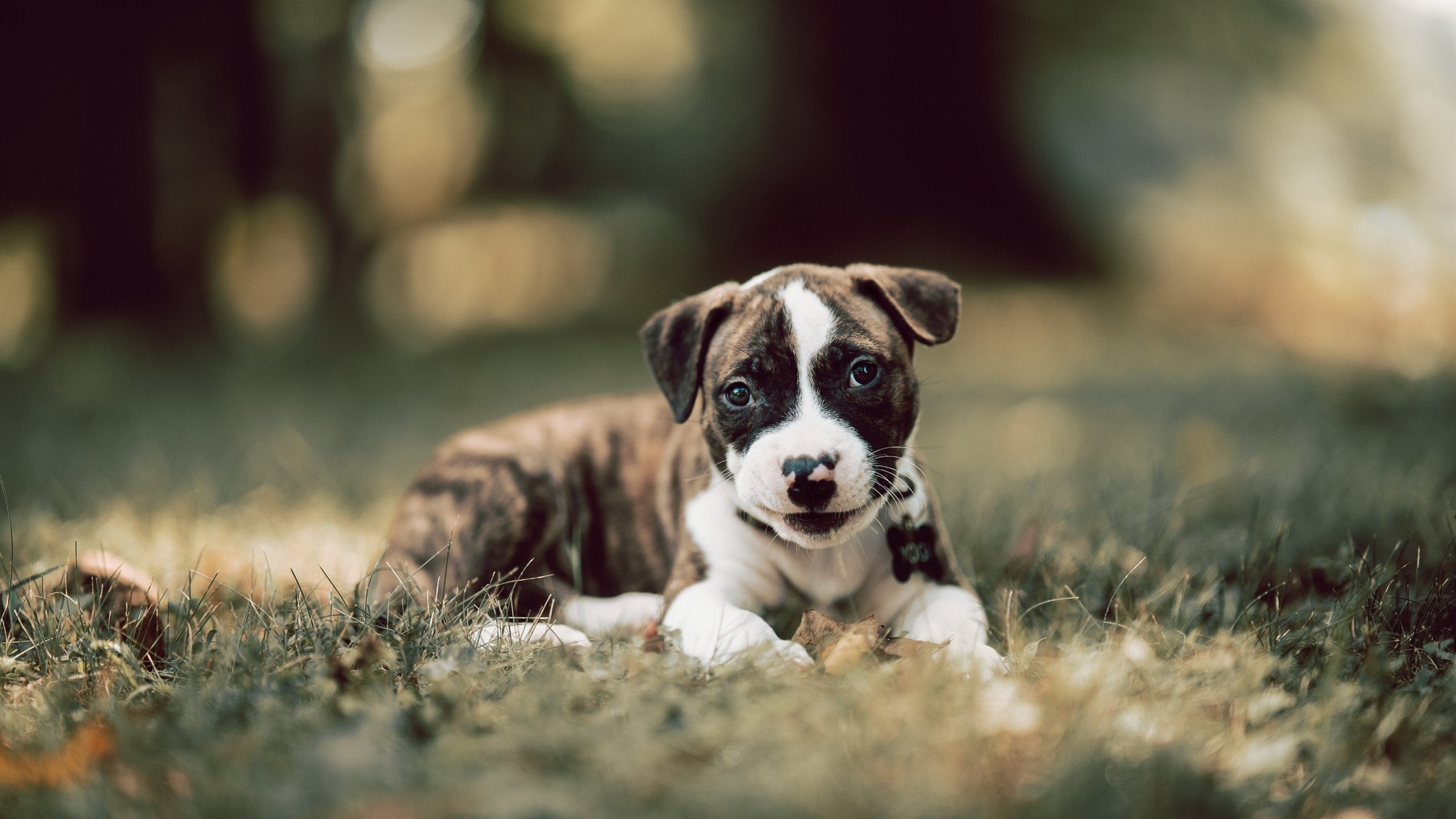 足球世界俱乐部杯直播-中国篮协召开高层会议部署下阶段发展方向，中国篮协理事名单